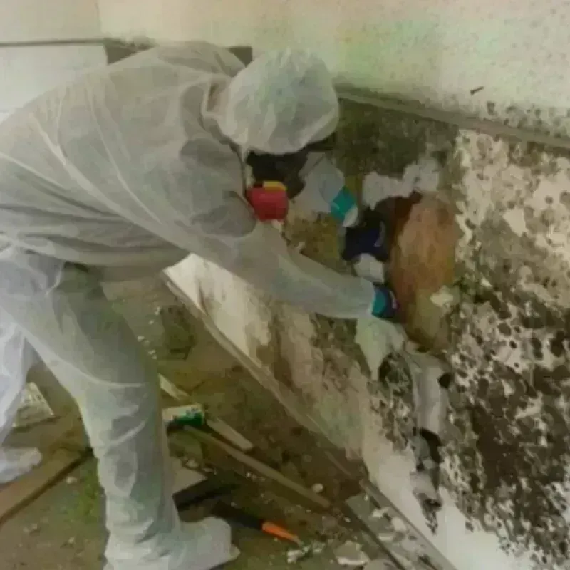 Mold Remediation and Removal in Madison, NC